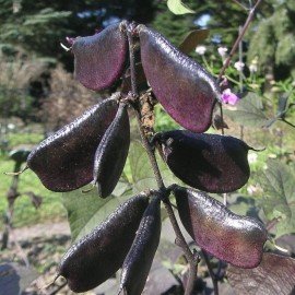 Black Broad Bean Seeds / Nalla Chikkudu Seeds 