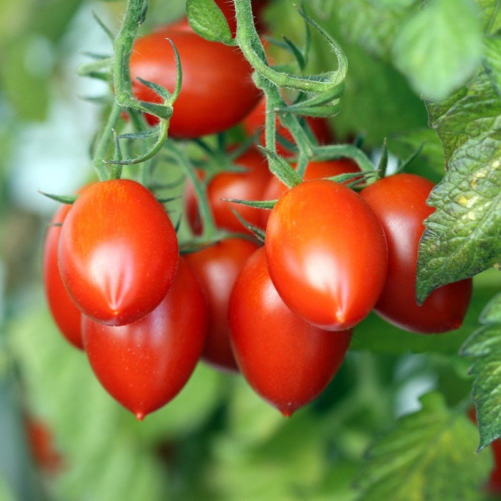 Red Plum Tomato Seeds Red Plum Tomato Seeds