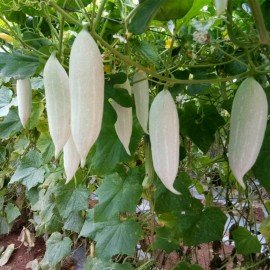 Short Snake Gourd Seeds