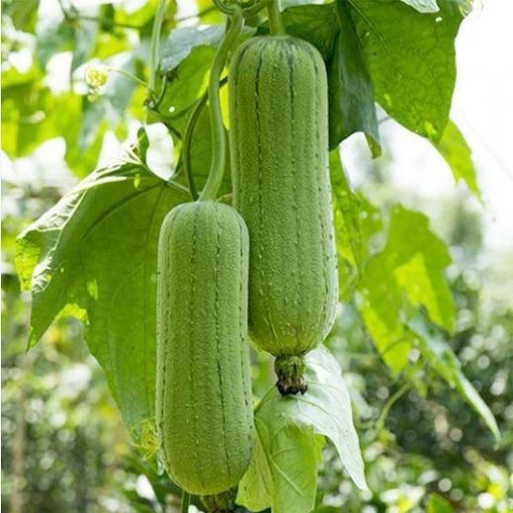 Sponge Gourd Seeds/ Nethi Beerakaya