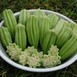Green Star Okra/Green Star Bindi Seeds