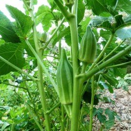 Green Star Okra/Green Star Bindi Seeds