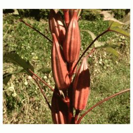 Red Star Okra/Red Star Bindi Seeds