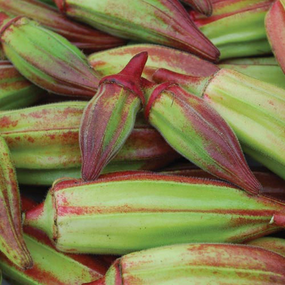 Red Star Okra/Red Star Bindi Seeds
