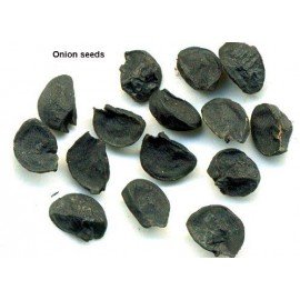 Red onion / Pyaaz / Ullipaya Seeds