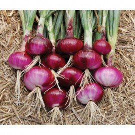 Red onion / Pyaaz / Ullipaya Seeds