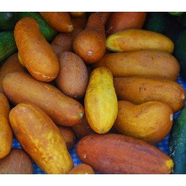 Long Big Dosakaya Seeds / Long Big Cucumber Seeds