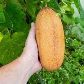 Long Big Dosakaya Seeds / Long Big Cucumber Seeds