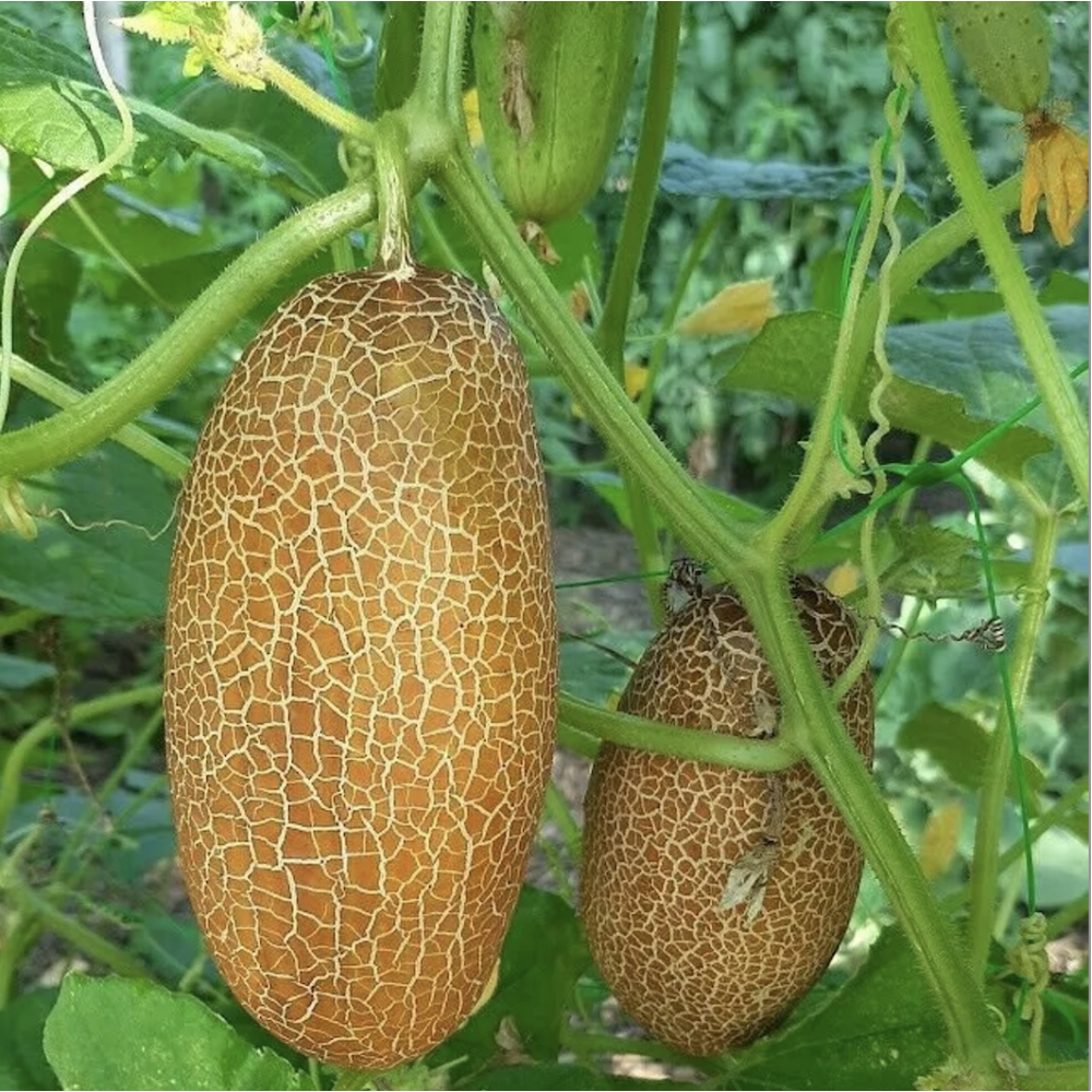 Long Big Dosakaya Seeds / Long Big Cucumber Seeds