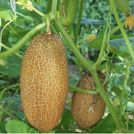Long Big Dosakaya Seeds / Long Big Cucumber Seeds