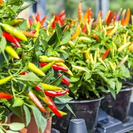 Ornamental Chilli / Ornamental Pepper Seeds