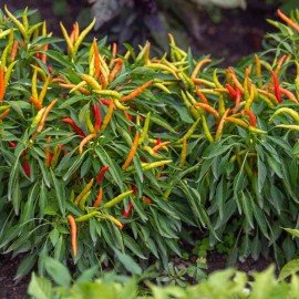 Ornamental Chilli / Ornamental Pepper Seeds