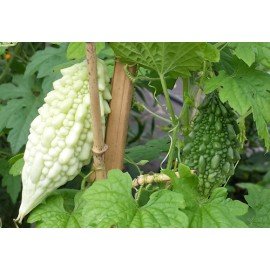 White Karela / White Bitter Gourd / Thella Kakara Seeds