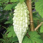White Karela / White Bitter Gourd / Thella Kakara Seeds