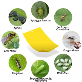 Double side Disposable Garden Fly Trap-Yellow