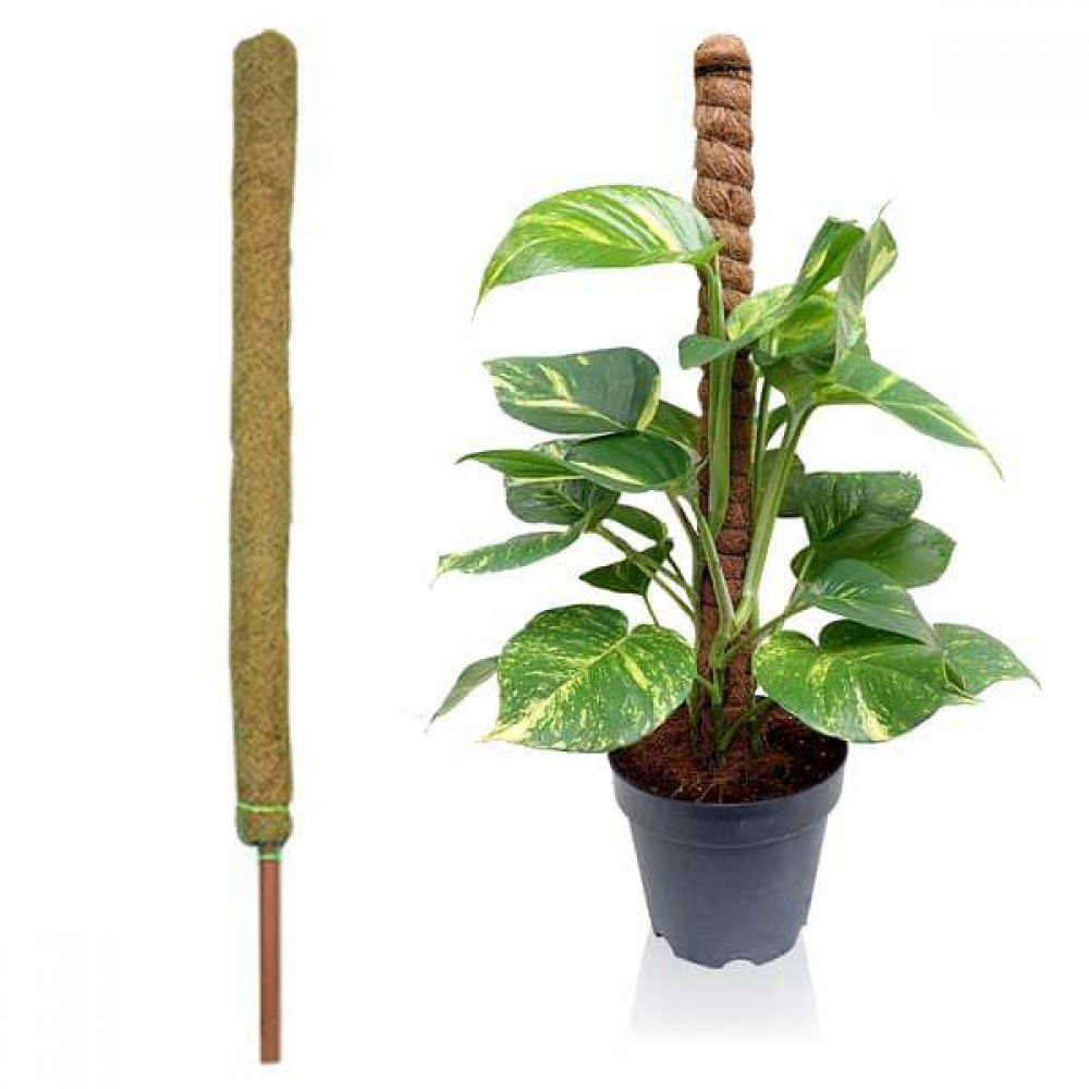 Coco Creeper Pole - 2ft/3ft/4ft