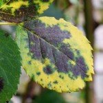 HOW TO GET RID OF BLACK SPOT DISEASE IN PLANTS
