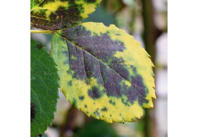 HOW TO GET RID OF BLACK SPOT DISEASE IN PLANTS