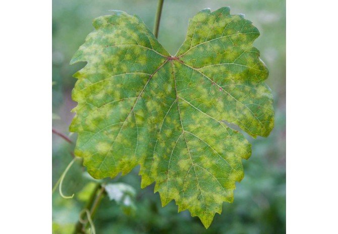HOW TO GET RID OF DOWNY MILDEW