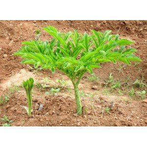 కందగడ్డను ఎలా పెంచుకోవాలి