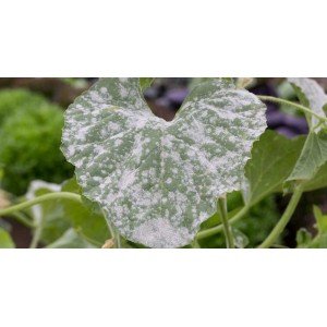 HOW TO GET RID OF POWDERY MILDEW