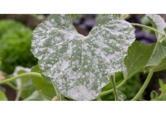 HOW TO GET RID OF POWDERY MILDEW