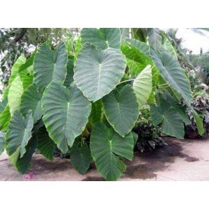 చేమదుంపలను ఎలా పెంచాలి 