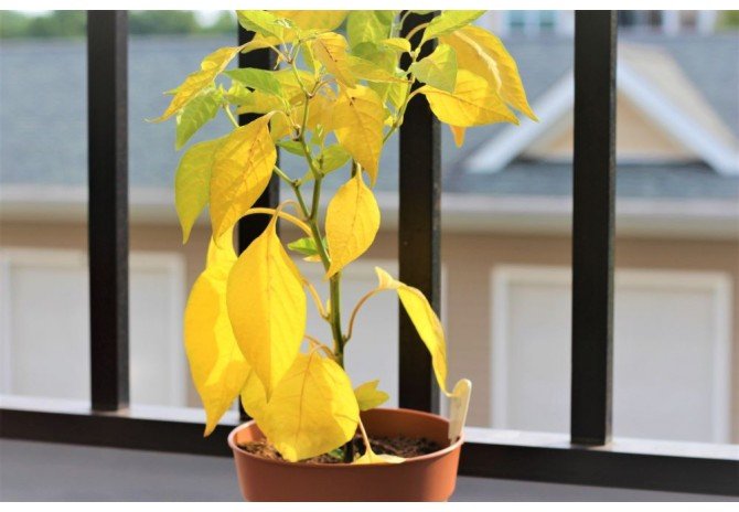 ARE YOUR PLANT LEAVES TURNING YELLOW AND FALLING OFF?