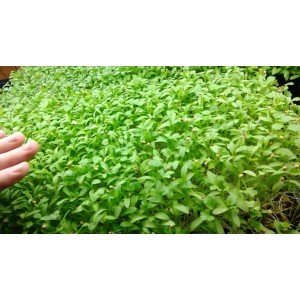 కొత్తమీర పెంపకం ఎలా / How to Grow Coriander