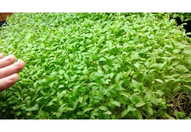 కొత్తమీర పెంపకం ఎలా / How to Grow Coriander