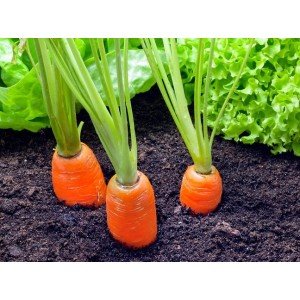 క్యారెట్లను ఎలా పెంచుకోవాలి