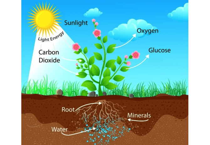 Light and Water for Plants