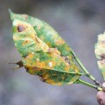 HOW TO TREAT RUST DISEASE IN PLANTS ORGANICALLY