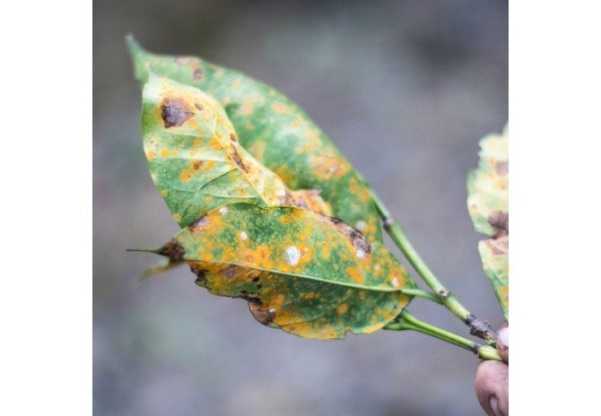 HOW TO TREAT RUST DISEASE IN PLANTS ORGANICALLY