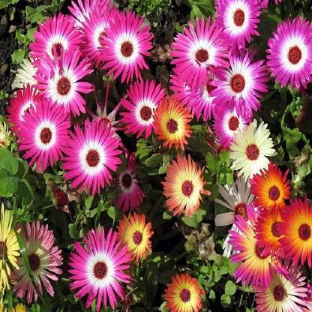 Ice Plant Seeds