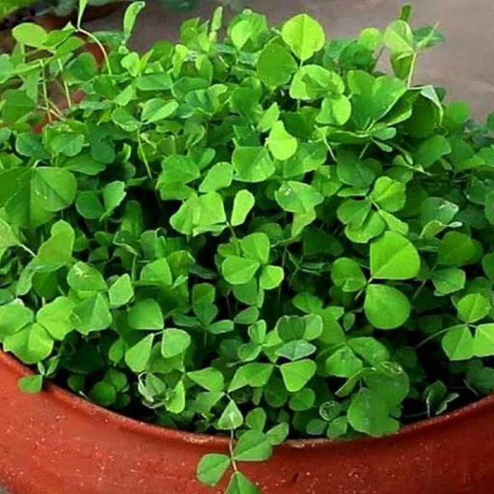 Methi/Fenugreek/ Menthikura Seeds