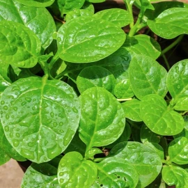 Malabar Spinach / Chettu Bachali  Seeds