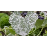 HOW TO GET RID OF POWDERY MILDEW