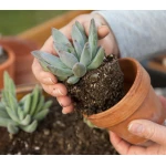 How to Care for Succulents