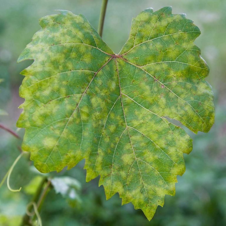 HOW TO GET RID OF DOWNY MILDEW