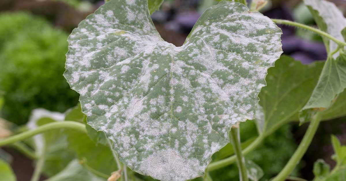 HOW TO GET RID OF POWDERY MILDEW